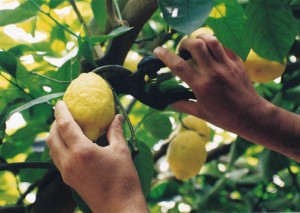 Limoneto "sfusato amalfitano" o Costa d'Amalfi