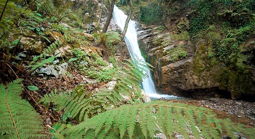 Nella Valle delle Ferriere crescono gli ultimi esemplari della Woodwardia radicans, una felce risalente all'epoca delle glaciazioni, che qua sopravvive ancora grazie al particolare tipo di ambiente fresco e umido.